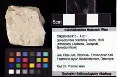 Foto (Objket + Etiketten) von Goniodromites bidentatus (Reuss, 1859) 